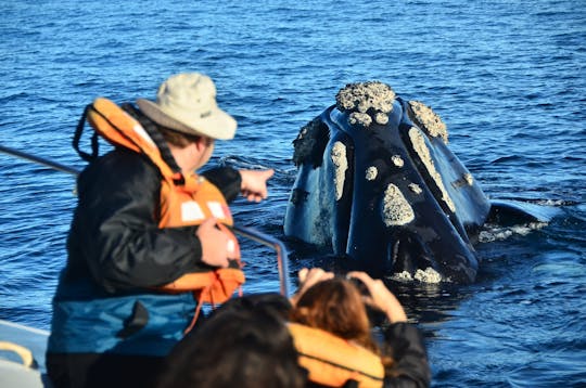 Peninsula Valdes and Whale Watching Tour from Puerto Madryn