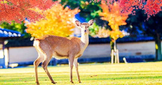 Kyoto 1-Day Trip from Osaka with Nara Park and Worl Heritage Sites
