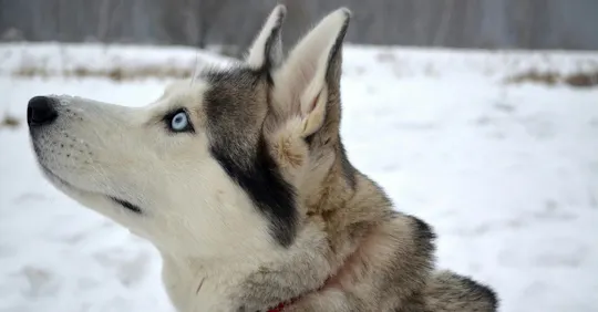 Husky sledge ride in Rovaniemi