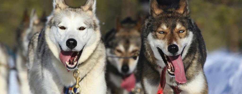 5 km Self-Driven Husky Sled Adventure in Rovaniemi