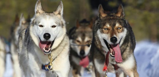 Avventura di 5 km in slitta trainata da husky a Rovaniemi