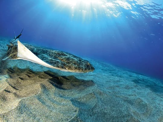 Native snorkel guided tour with meeting point