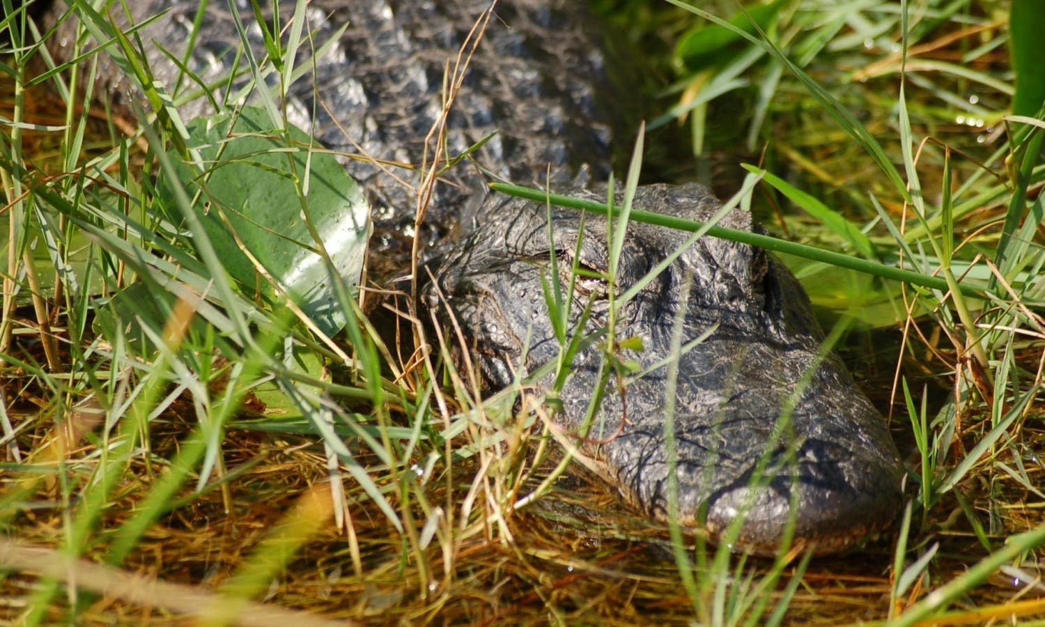 everglades airboat ride - miami - alligator.jpg