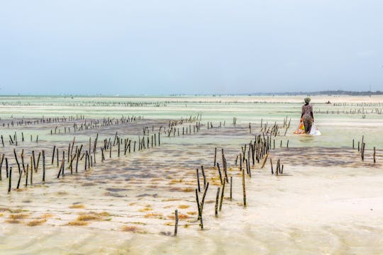 Tour privato per esplorare persone e cultura dal Mora Zanzibar