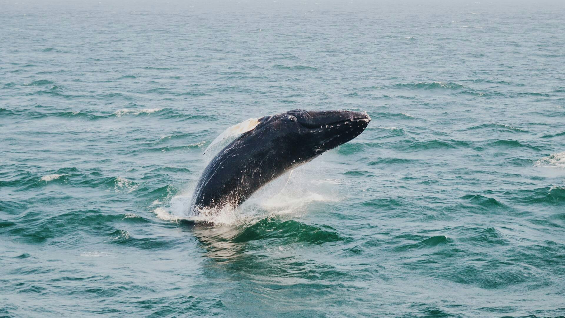 Los Cabos whale-watching glass bottom boat cruise