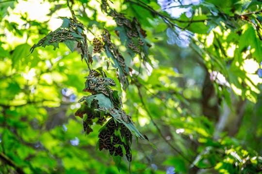 Västra Rhodos byar & Fjärilsdalen – utflykt