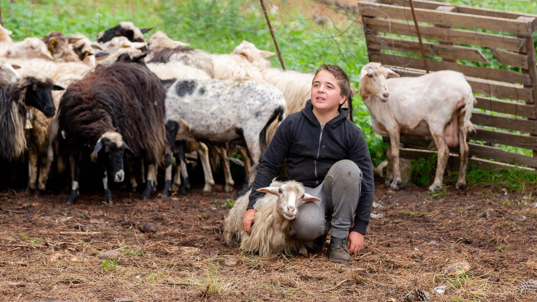 Day with a Shepherd with Lunch in a Farm in Arzana