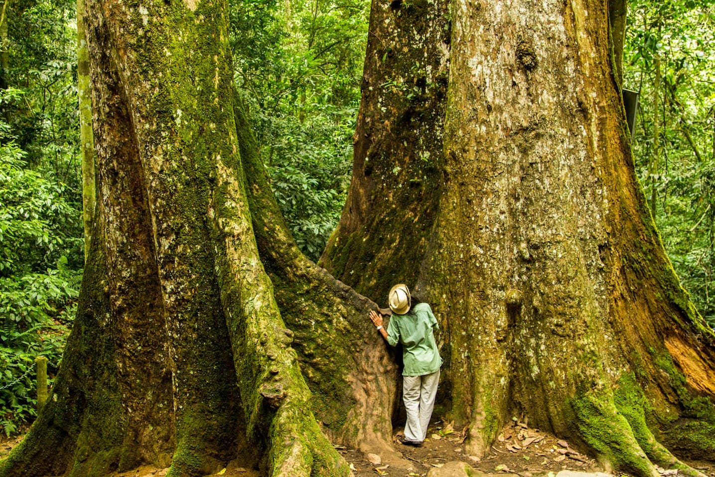 Descubra la excursión de un día completo al Parque Nacional Cuc Phuong desde Ha Noi