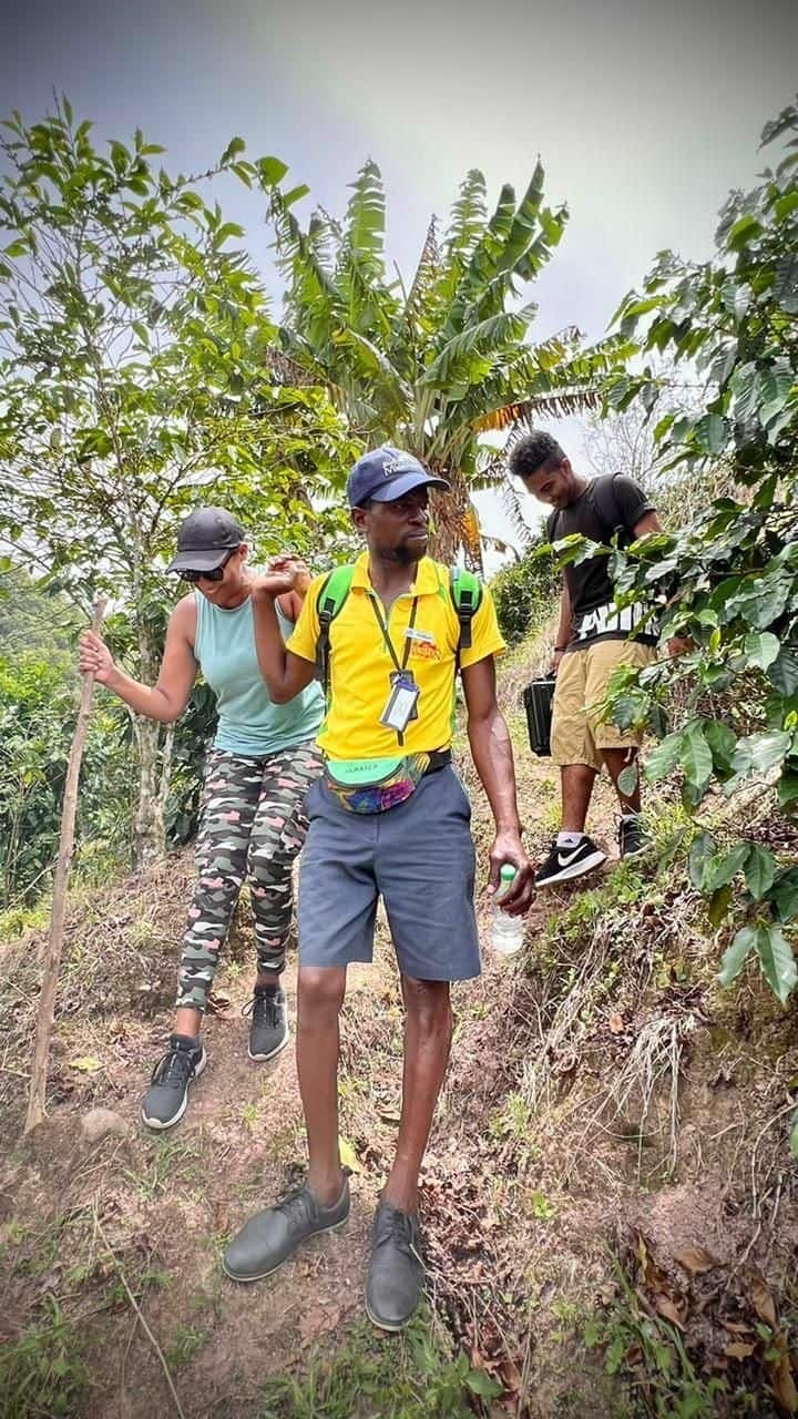 Coffee farm hike through Jamaica’s Blue Mountains with brunch