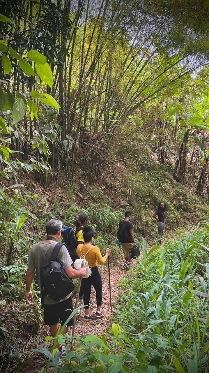 Coffee farm hike through Jamaica’s Blue Mountains with brunch