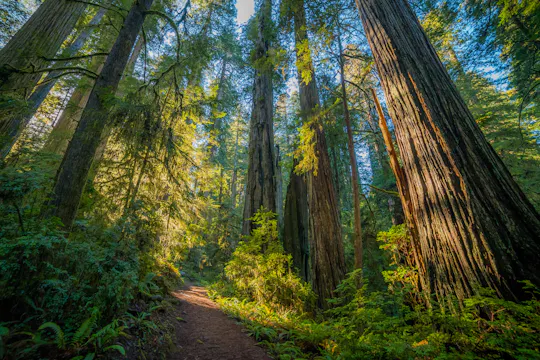 Redwoods National and State Park self-guided driving audio tour