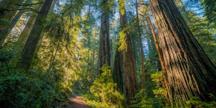 Parco nazionale e statale di Redwoods: tour audioguidato in auto