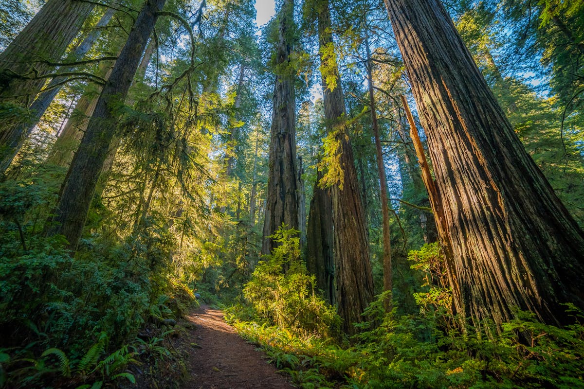 Redwoods National and State Park audiotour met gids