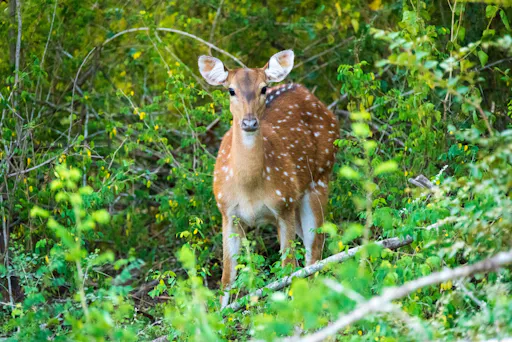 Yala National Park 4x4 Safari with a Local Guide