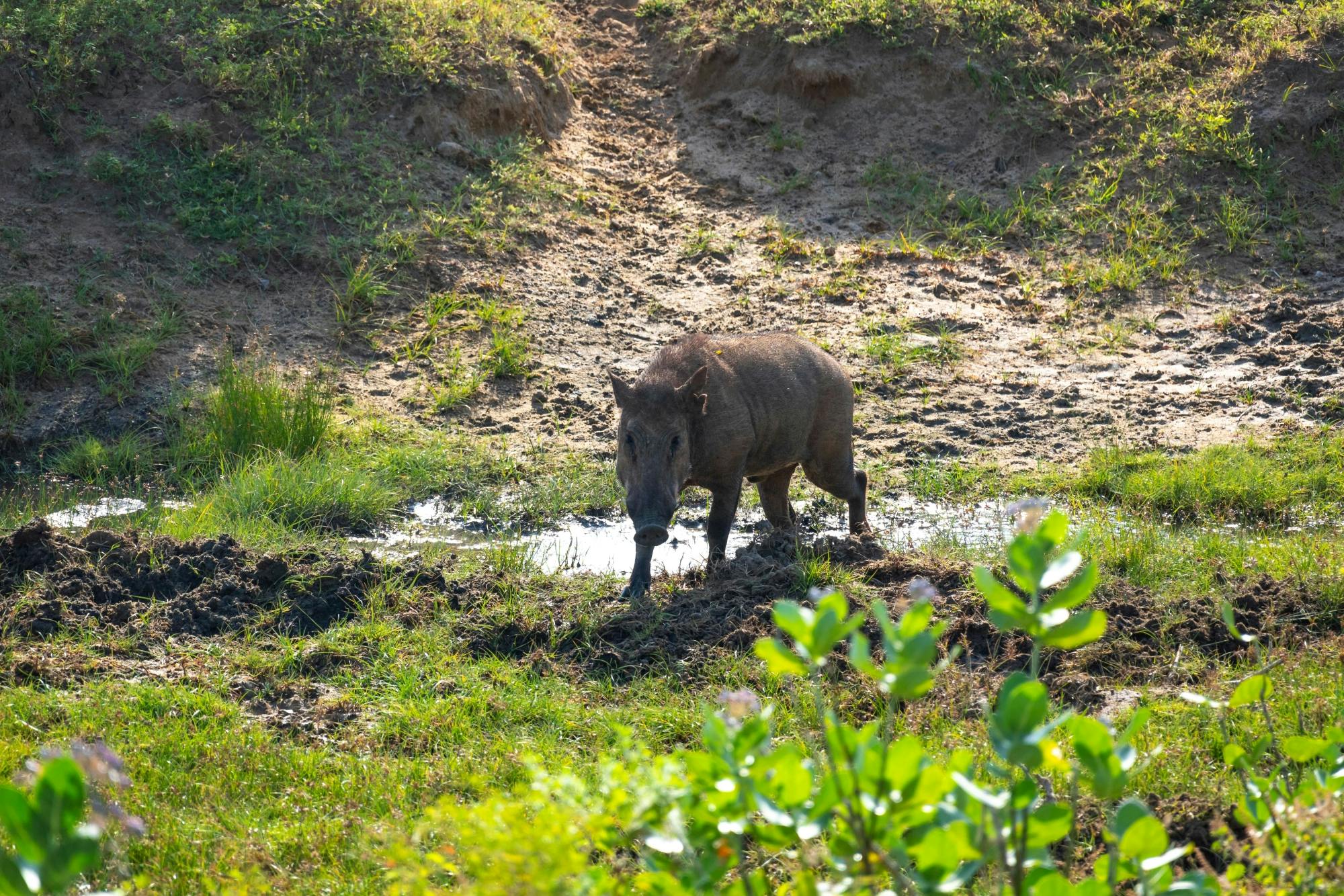 Yala National Park 4x4 Safari with a Local Guide