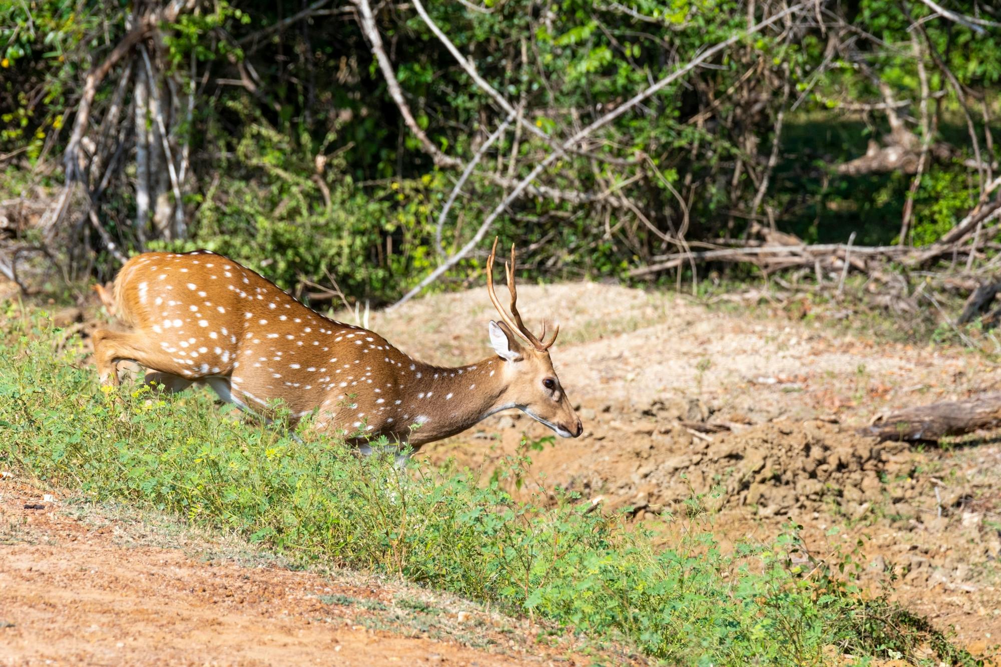 Yala National Park 4x4 Safari with a Local Guide