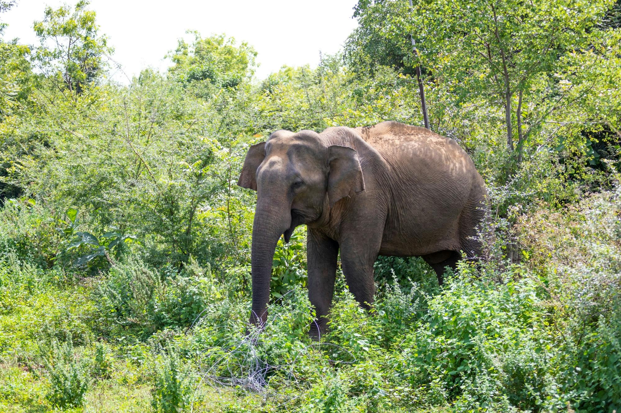 Udawalawe National Park 4x4 Safari with Elephant Transit Home