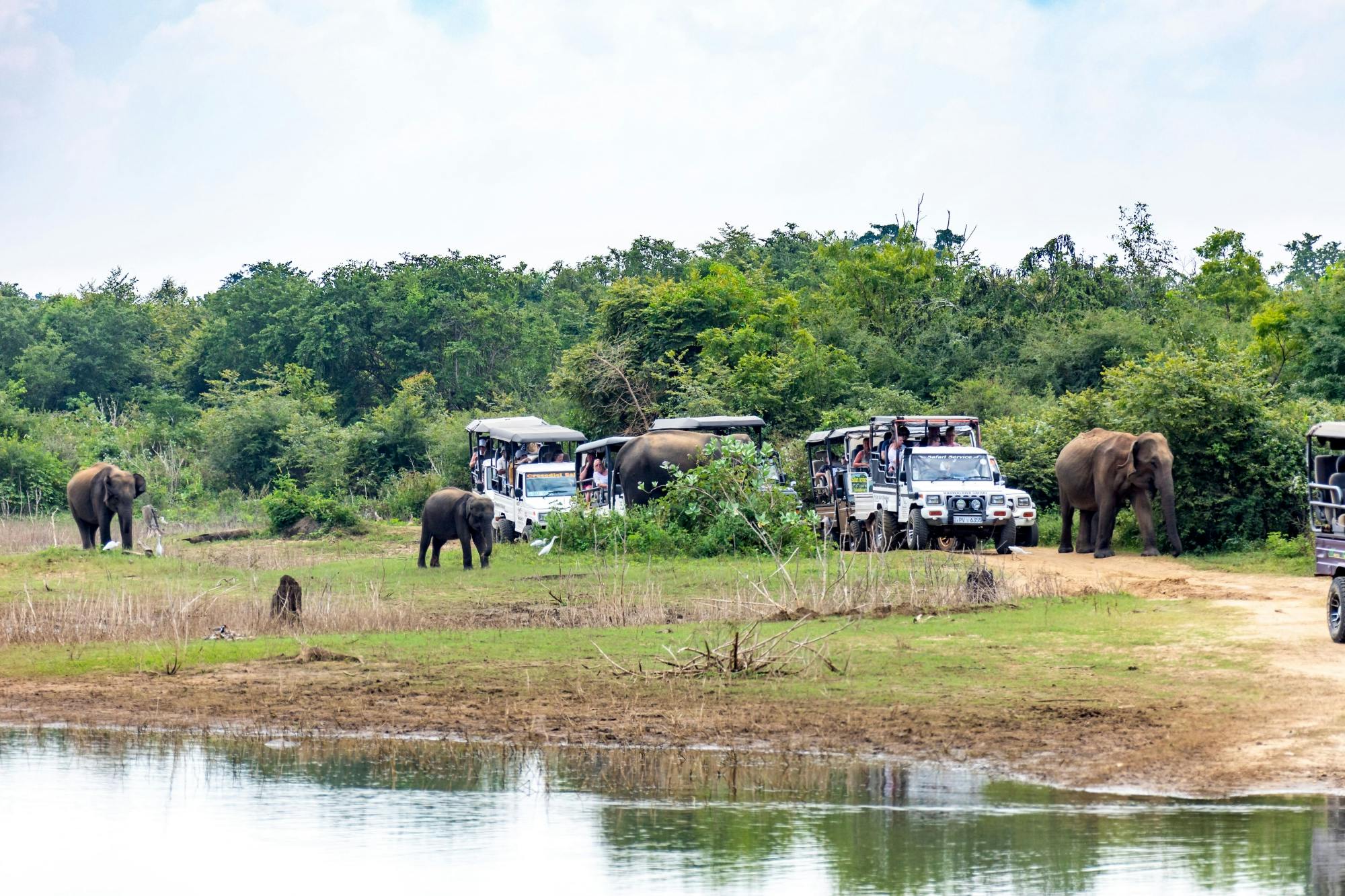 Udawalawe National Park 4x4 Safari with Elephant Transit Home