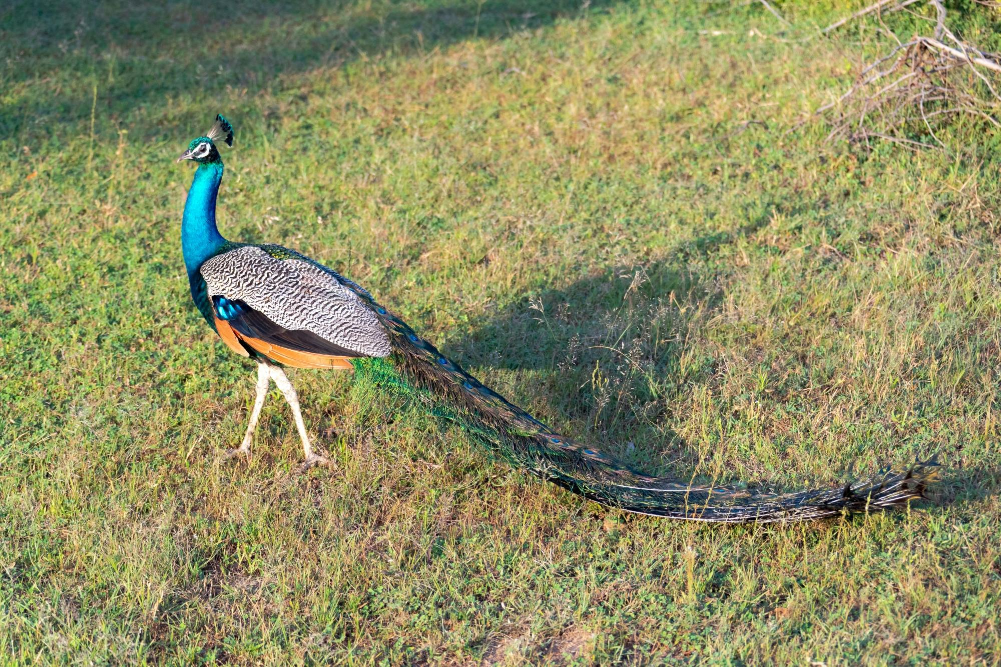 Yala National Park 4x4 Safari with a Local Guide