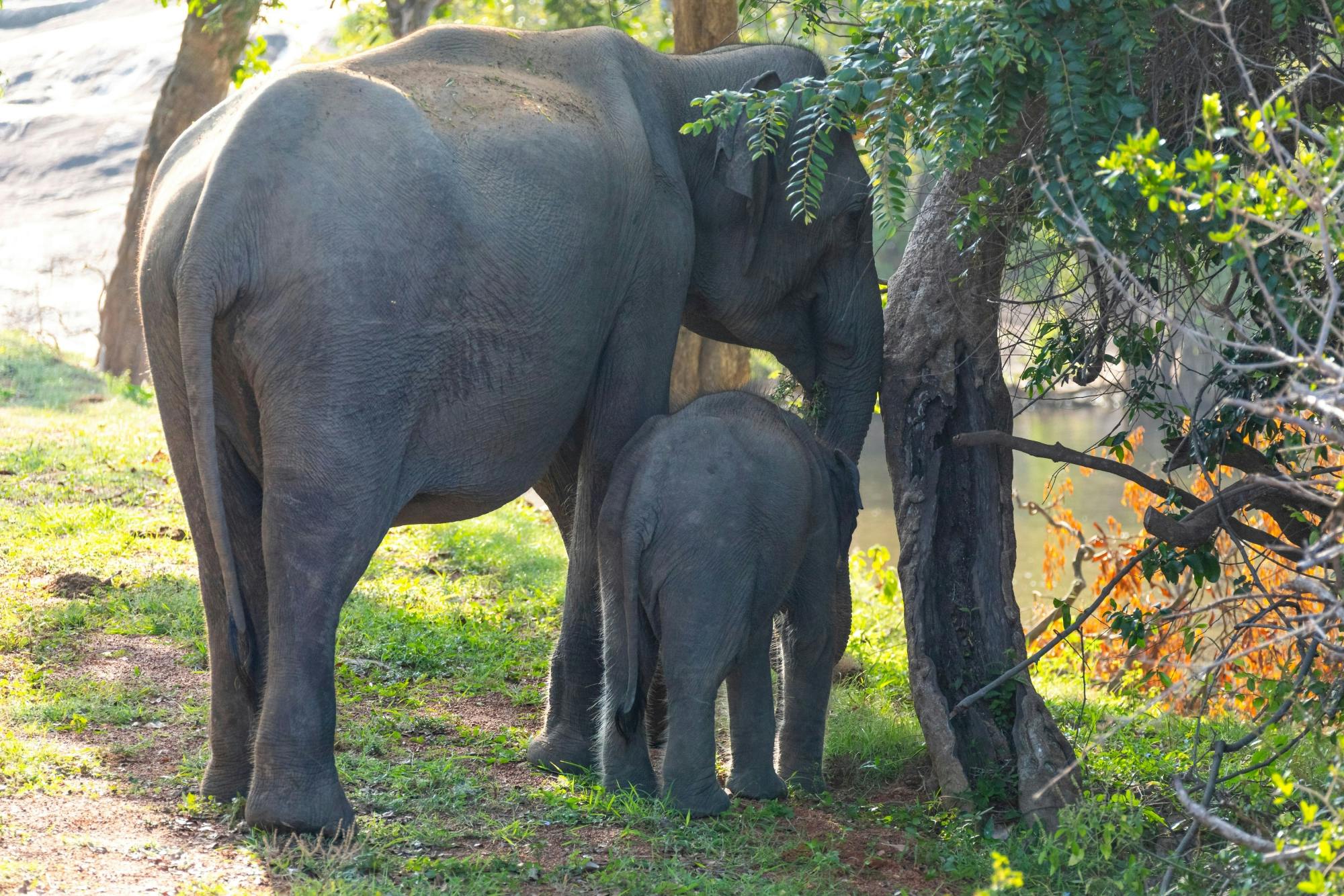 Yala National Park 4x4 Safari with a Local Guide