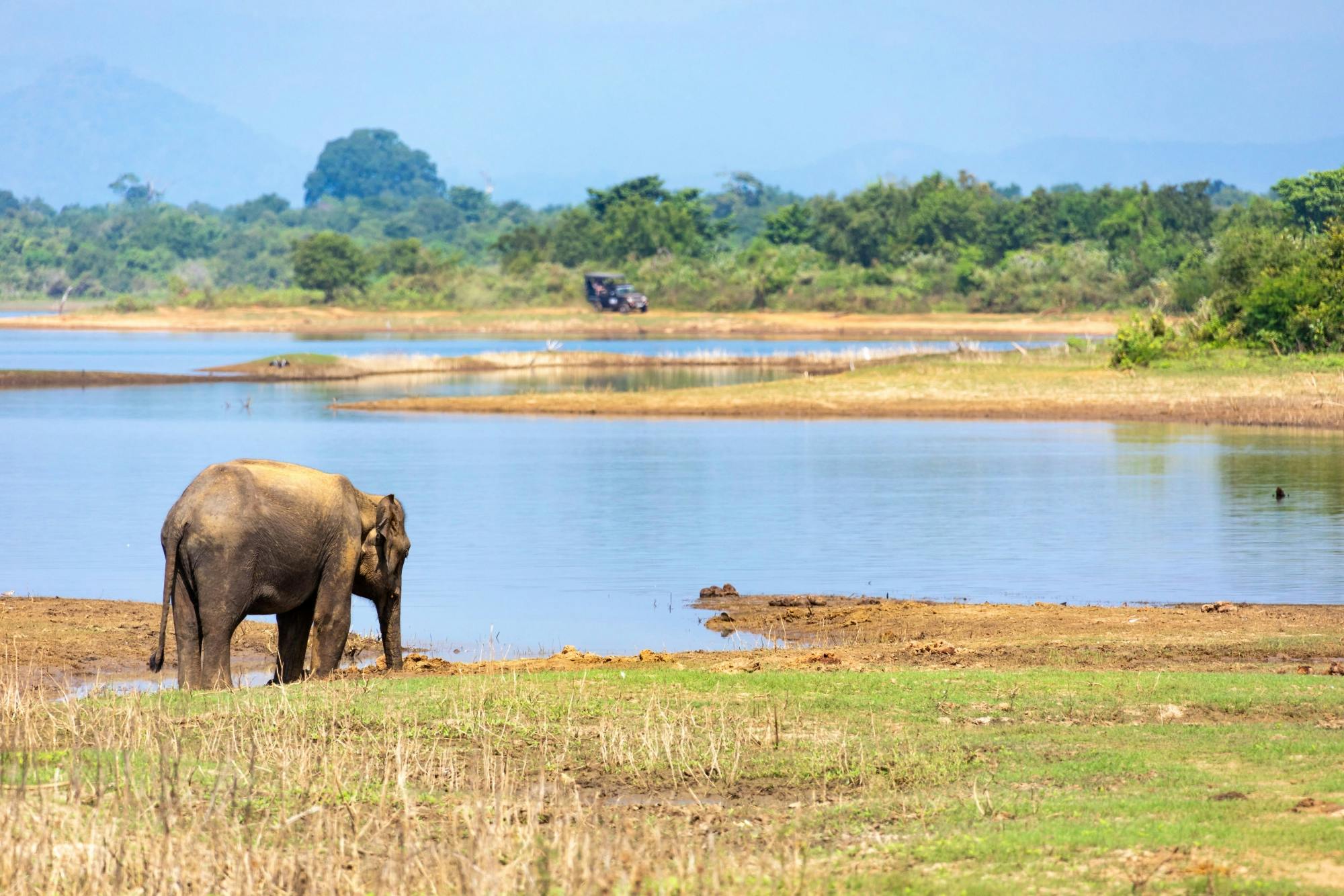 Safari en 4x4 por el Parque Nacional de Udawalawe con tránsito de elefantes Inicio