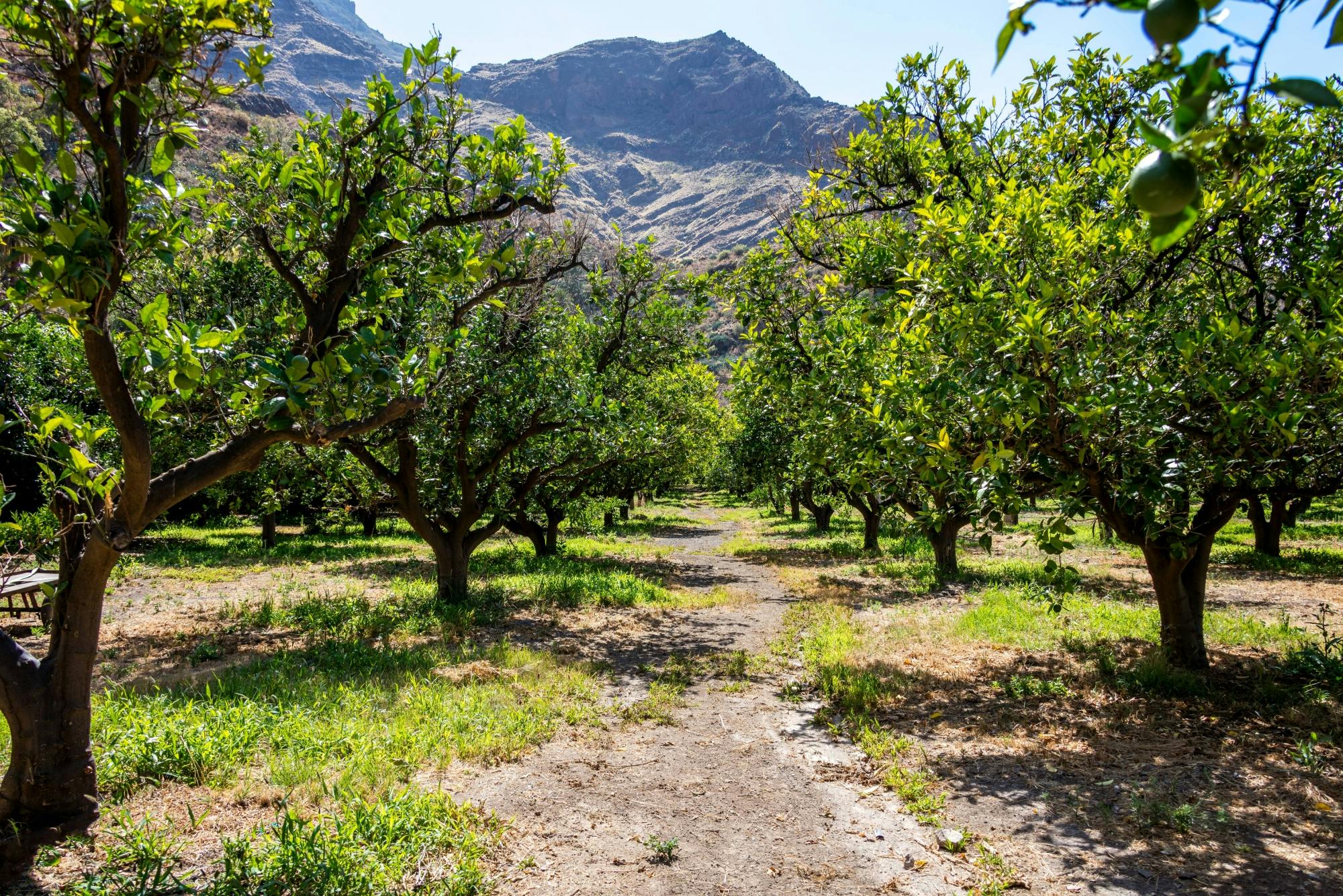 Gran Canaria Food Tour with Distillery Visit and Lunch