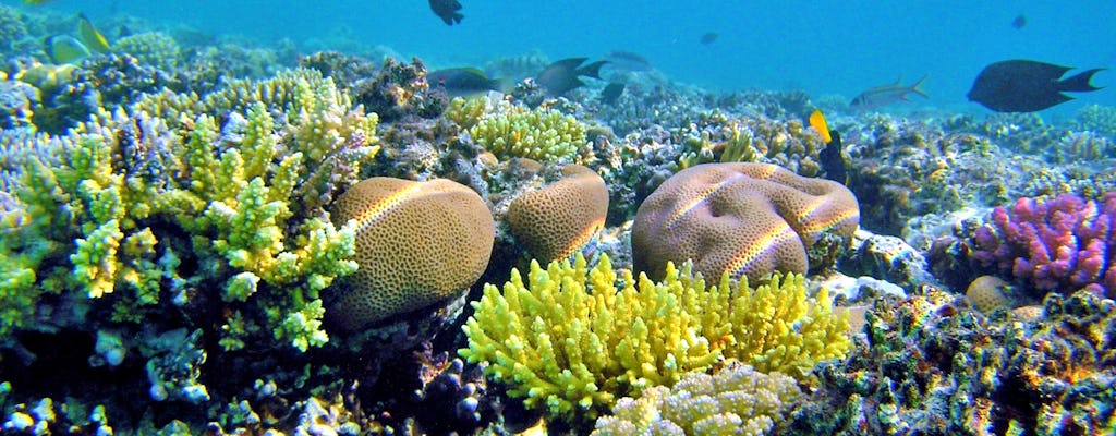 Discover Magawish Island with snorkeling cruise and lunch in Hurghada