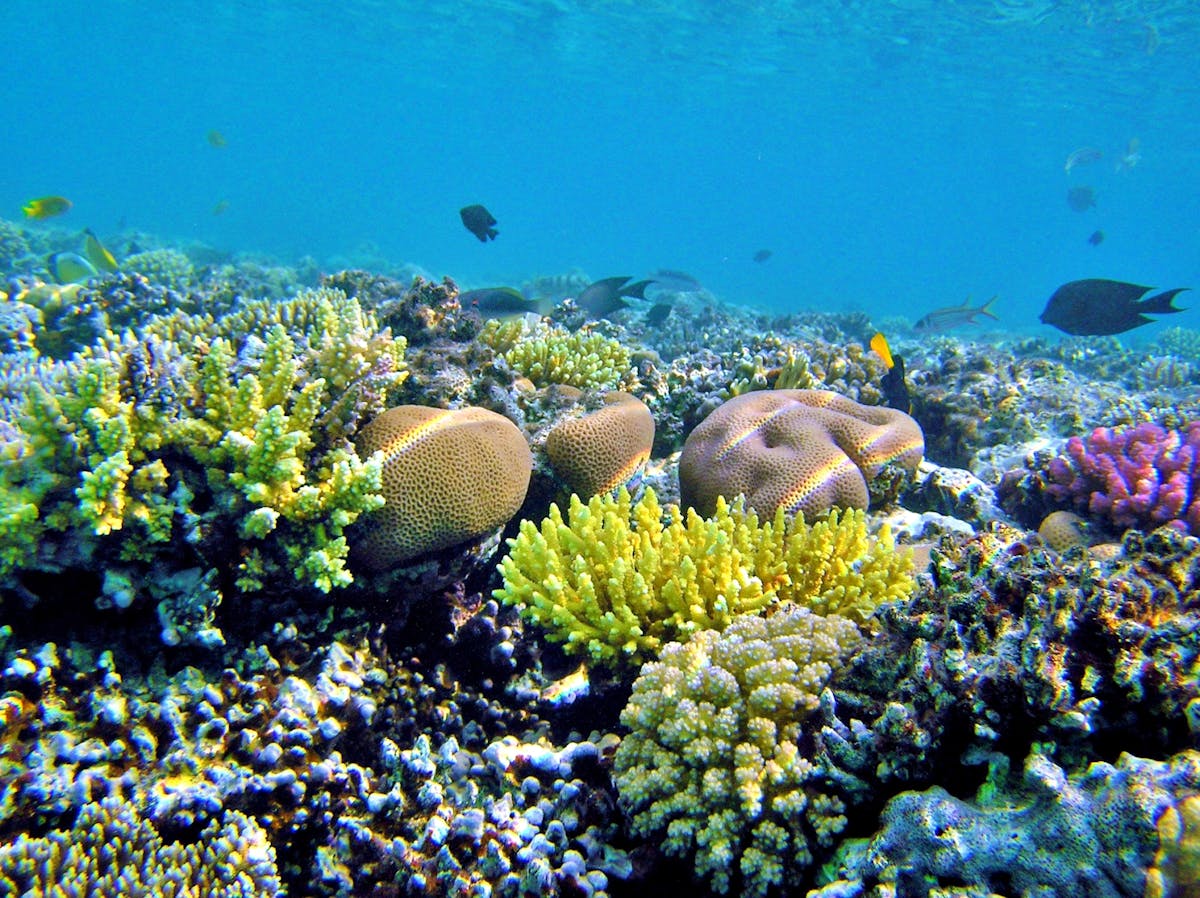 Ontdek Magawish Island met een snorkelboottocht en lunch in Hurghada