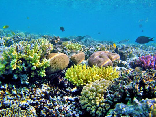 Entdecken Sie die Insel Magawish mit einer Schnorchelkreuzfahrt und Mittagessen in Hurghada