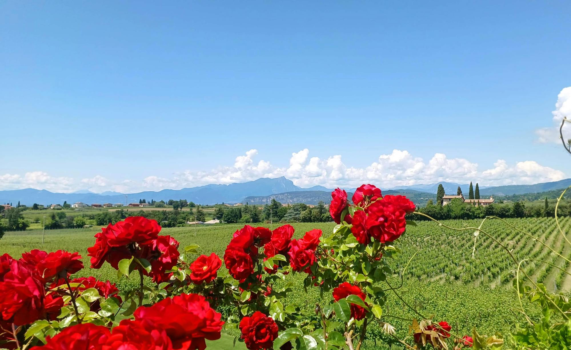 Lake Garda Wine Tasting Tour