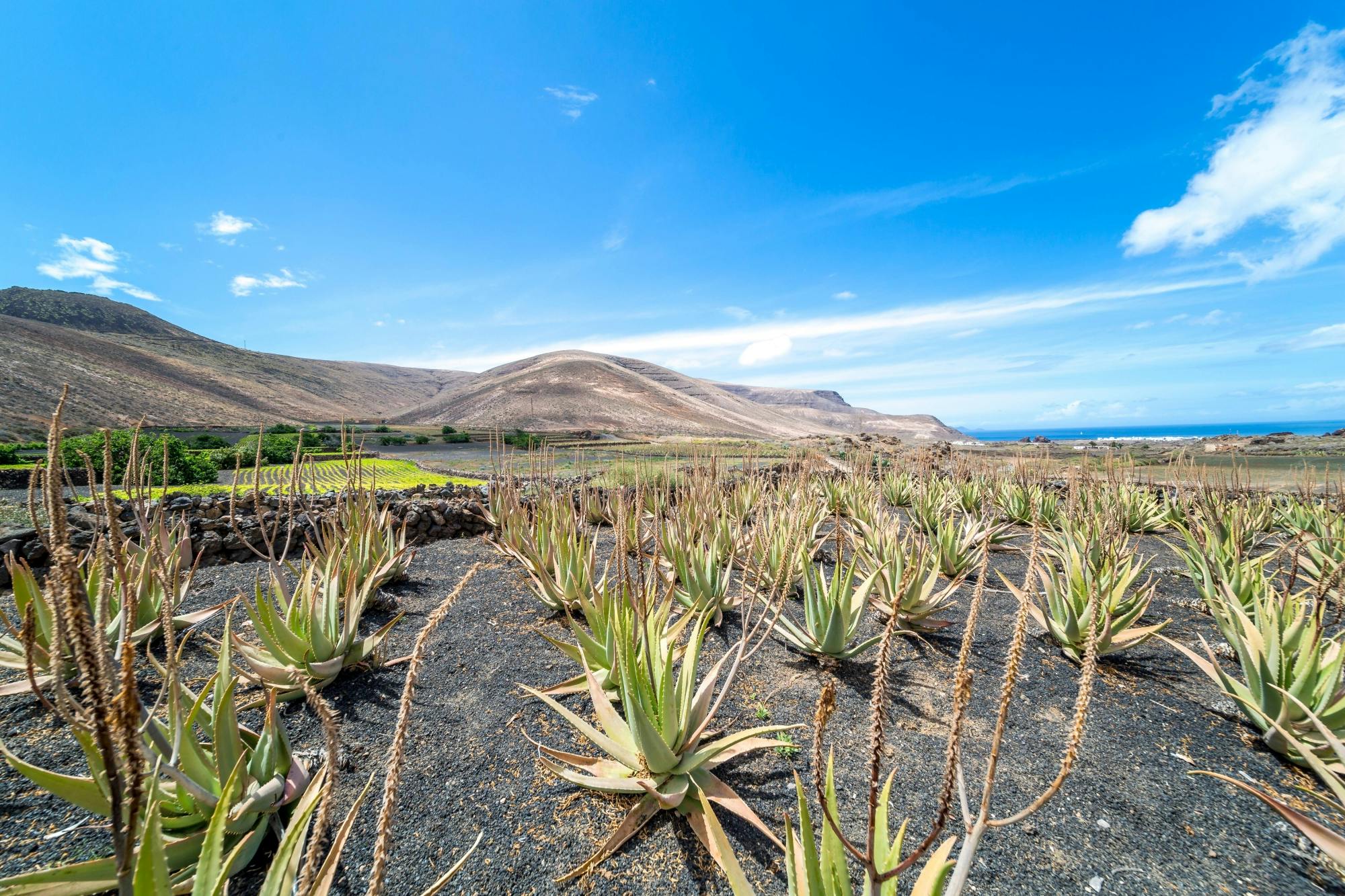 Visite de Lanzarote avec le Parc national de Timanfaya et un vignoble