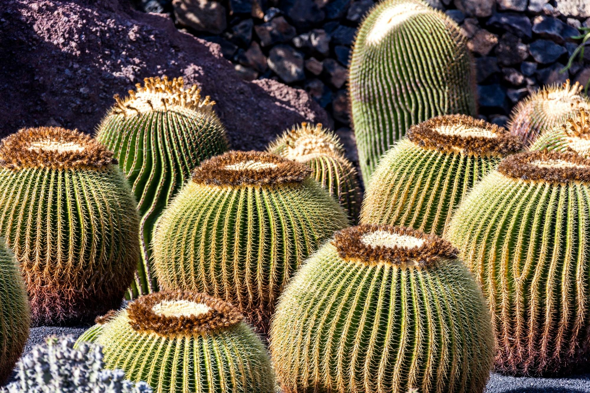 Lanzarote Cesar Manrique Foundation & Cactus Garden Tour