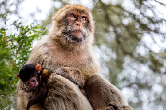 Felsen von Gibraltar Tour mit Delphinbeobachtung