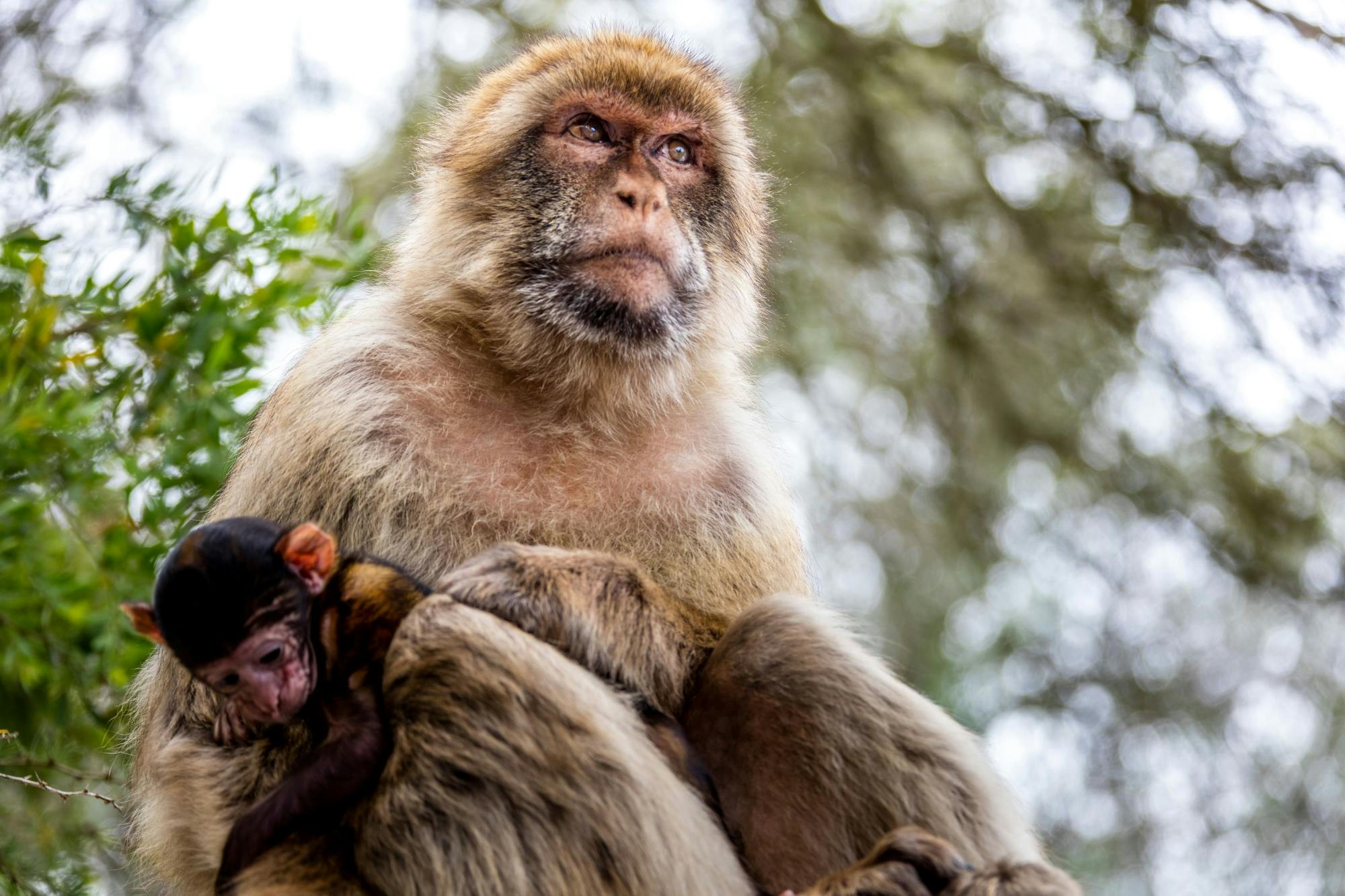 Passeio pelo Rochedo de Gibraltar com Cruzeiro de Observação de Golfinhos