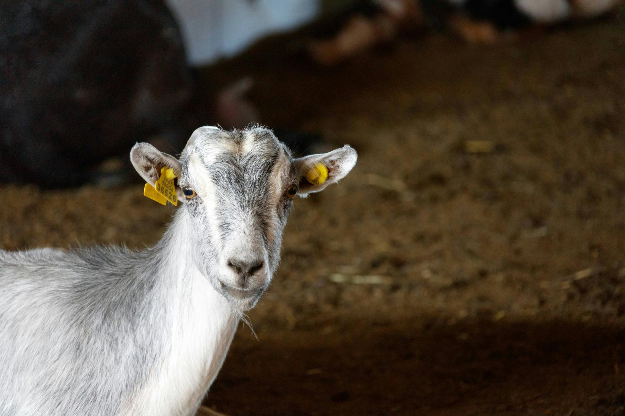 Fuerteventura villages, caves and farm tour with lunch from Lanzarote