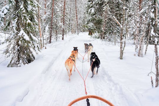 Dia da Família com Motos de Neve, Animais do Ártico e Vila do Papai Noel