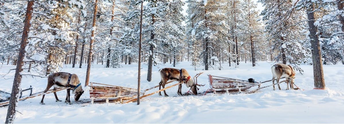 Esperienza guidata con le renne a Levi