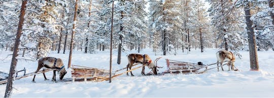 Guided Reindeer Experience in Levi