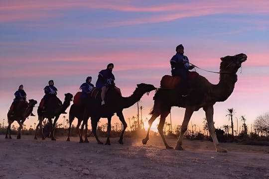 Two-Hour Camel Ride and Wildlife Exploration in Agadir