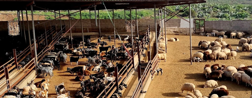 Passeio pela fazenda de cabras com degustação de vinhos e queijos em Adeje