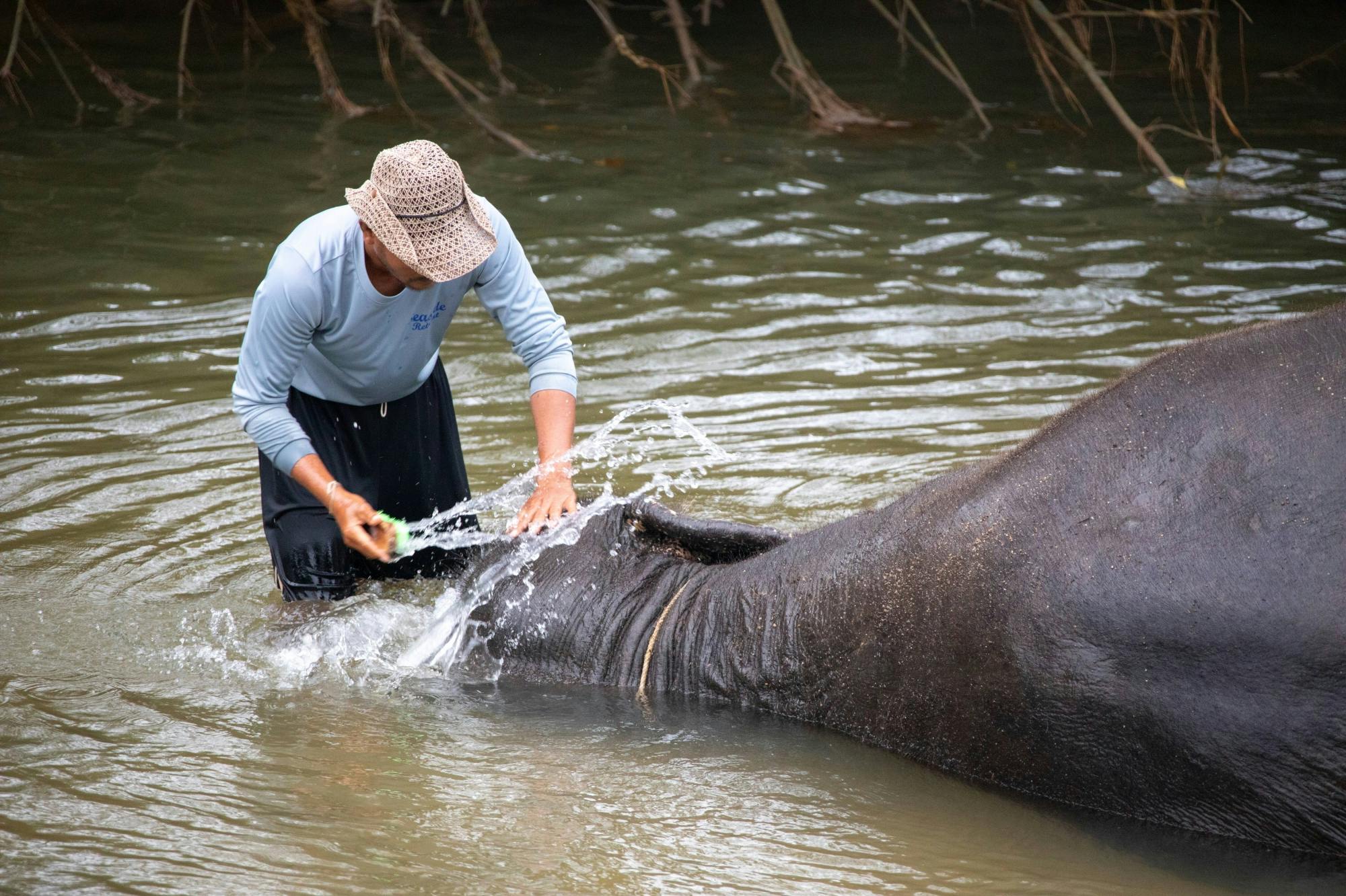 Koh Samui Elephant Experience