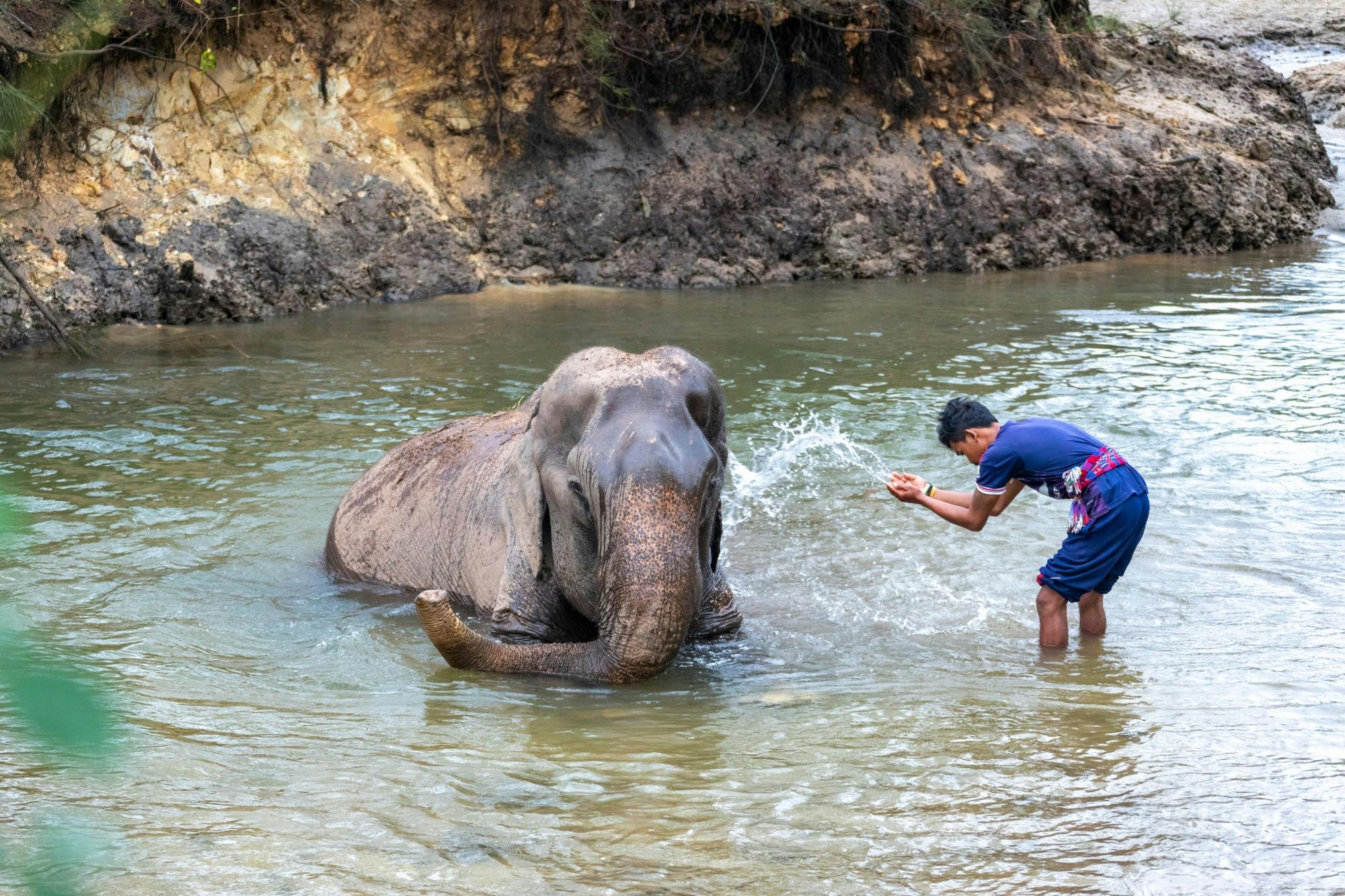 Koh Samui Elephant Experience