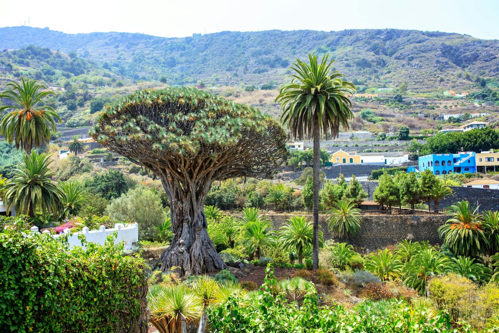 North Tenerife Guided Tour with Local Lunch