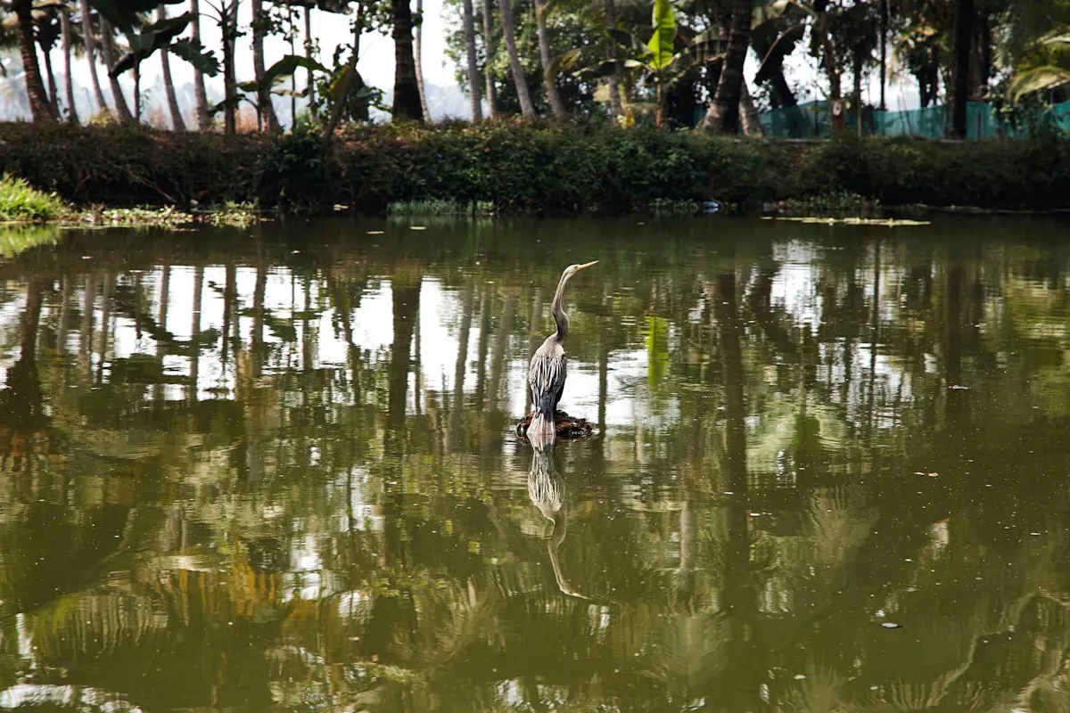 Goa backwaters kayaking tour on the Sal River