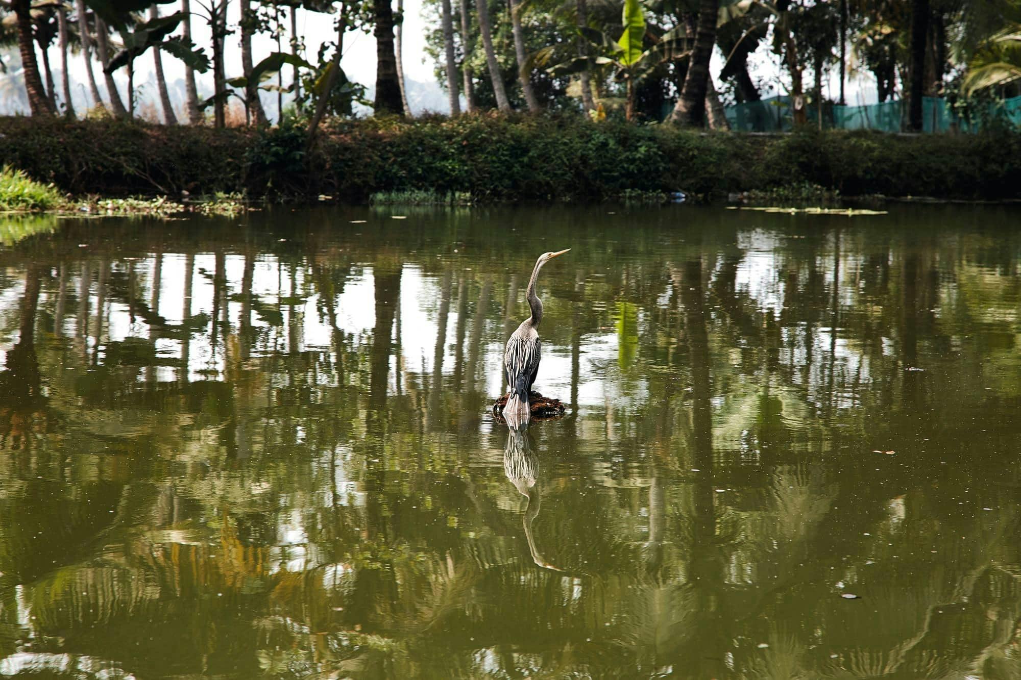 Goa backwaters kayaking tour on the Sal River