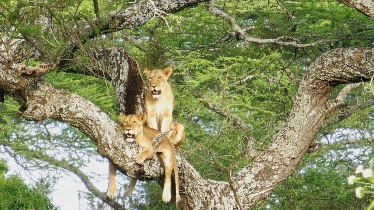 Selous Game Reserve 2-daagse budgetsafari vanuit Zanzibar