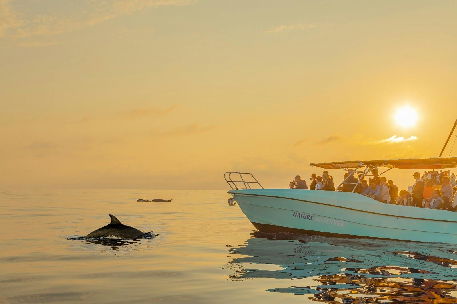 Dolphin Experience in Mallorca