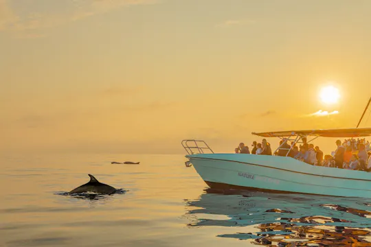 Esperienza con i delfini a Maiorca