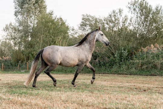 Reiten im Doñana-Nationalpark ab Sevilla