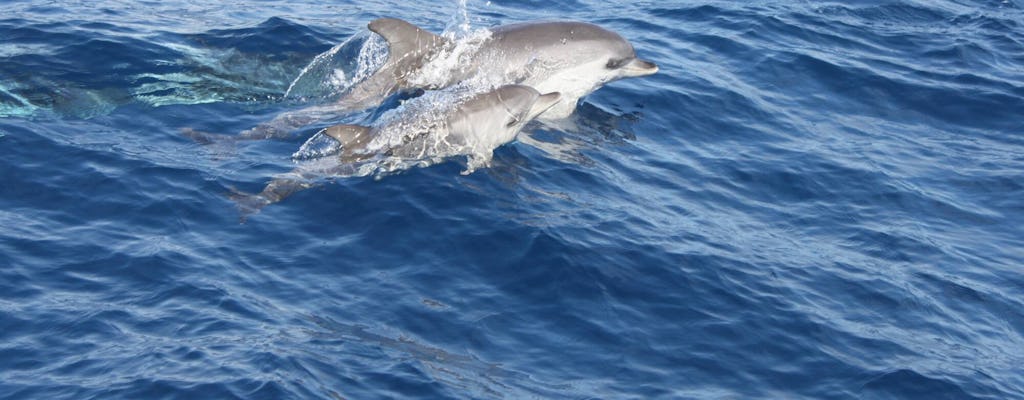Lanzarote dolphin-watching mini cruise
